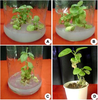 Differential Gene Expression and Withanolides Biosynthesis During in vitro and ex vitro Growth of Withania somnifera (L.) Dunal